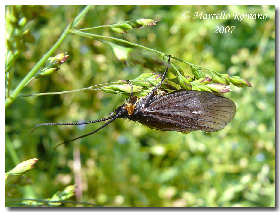 A spasso sulle Alpi Marittime: Phryganeidae